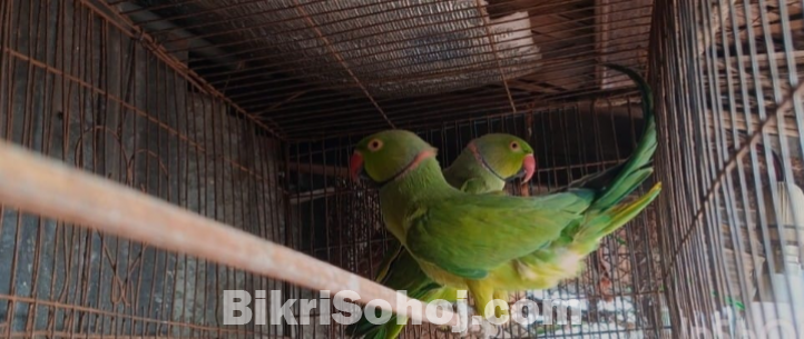 টিয়া পাখি